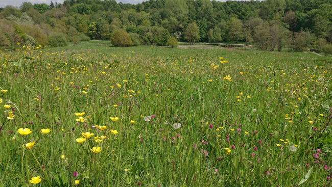 wildflowers