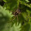 Cuerden Wildlife Weeks - Pond Dipping – Tuesday 27th of May - Image 7
