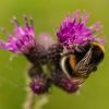 Cuerden Wildlife Weeks - Pond Dipping – Tuesday 27th of May - Image 8