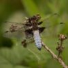 Butterfly & Dragonfly Walk with David Beattie - Saturday 26th of July - Image 4