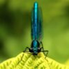 Butterfly & Dragonfly Walk with David Beattie - Saturday 26th of July - Image 3