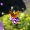 Butterfly & Dragonfly Walk with David Beattie - Saturday 26th of July - Image 2