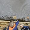 Cuerden Wildlife Weeks - Pond Dipping – Tuesday 27th of May - Image 3
