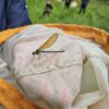 Cuerden Wildlife Weeks - Pond Dipping – Tuesday 27th of May - Image 5