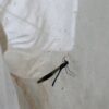 Cuerden Wildlife Weeks - Pond Dipping – Tuesday 27th of May - Image 6